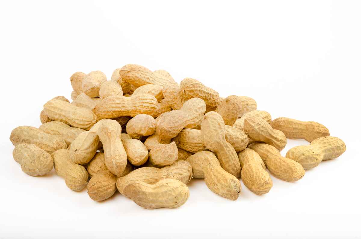 Groundnut in-shell exporter in India